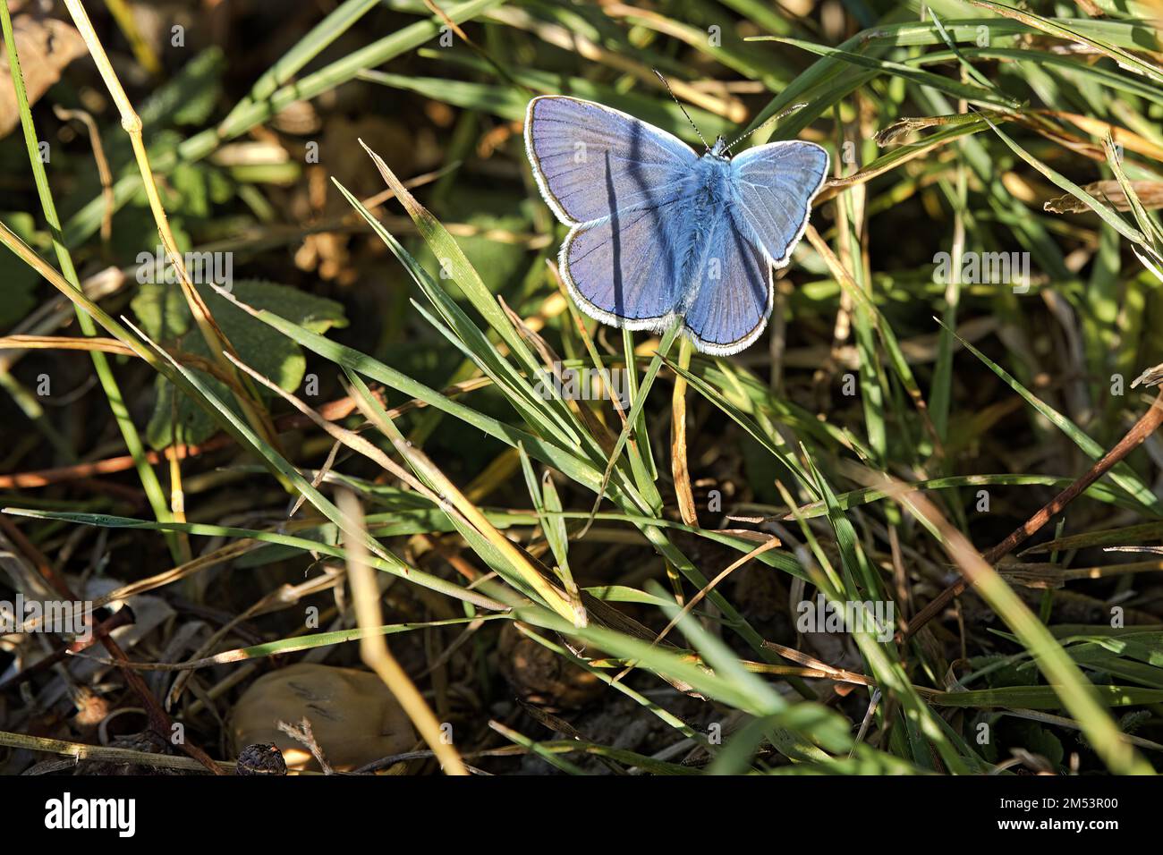 Bläuling im Heugras Stockfoto
