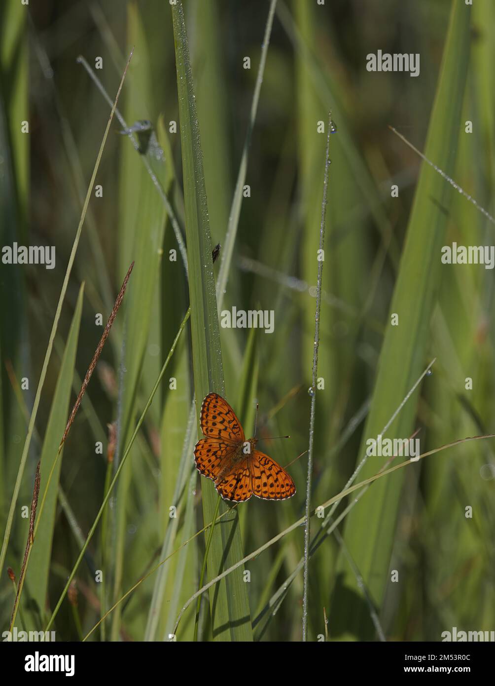Schmetterling im Gras Stockfoto