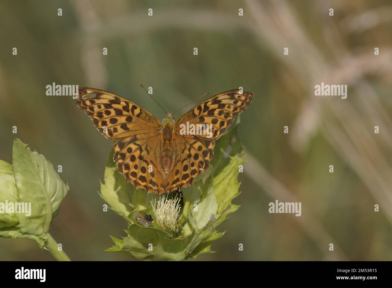 Kaisermantel auf Distel Stockfoto