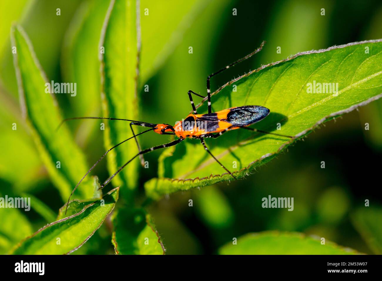 Ein Makrofoto eines Milchkraut-Käfers Stockfoto
