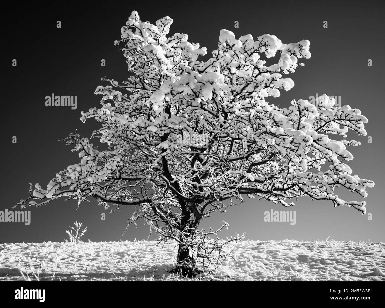 Frostiger, schneebedeckter Baum Stockfoto