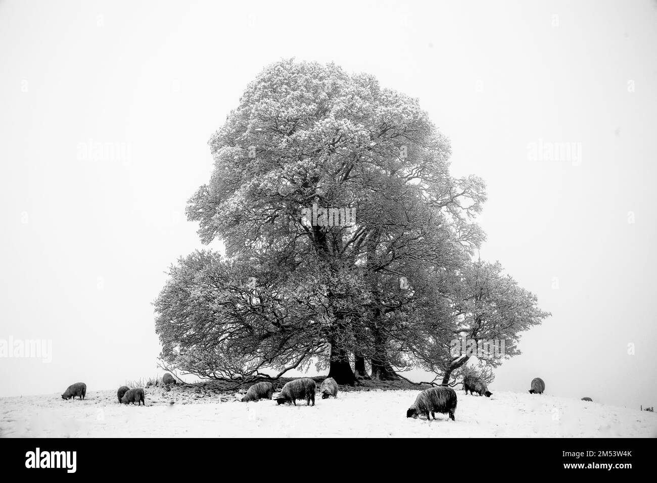 Frostiger, schneebedeckter Baum Stockfoto