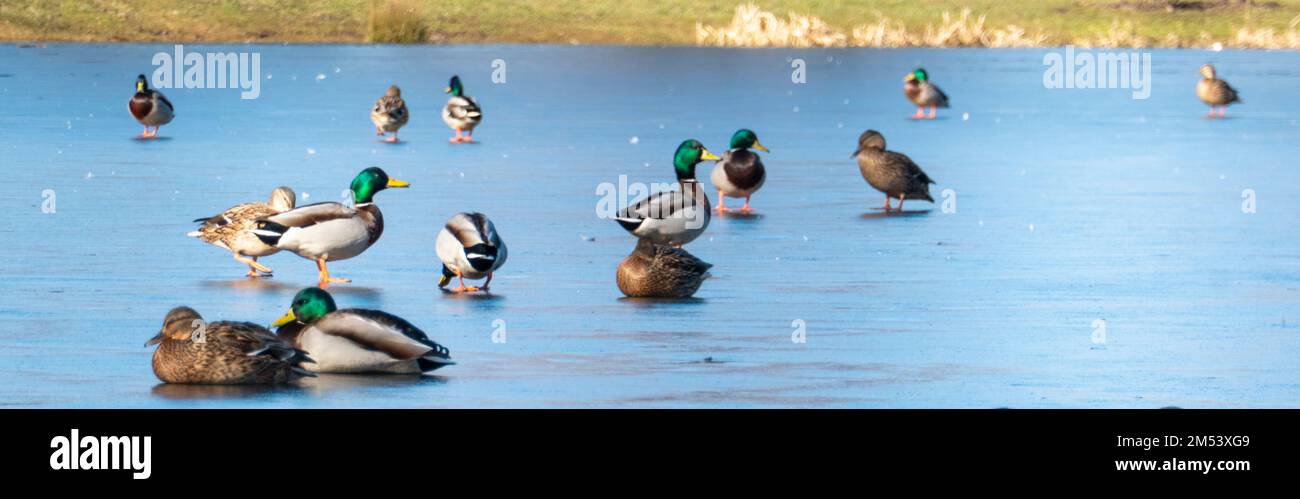 Herde Enten auf Eis Stockfoto