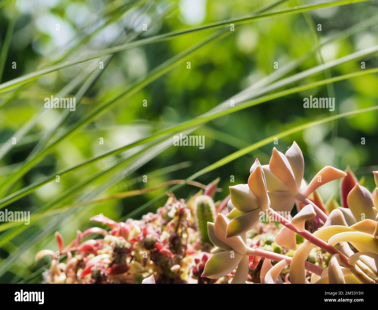 Eine Nahaufnahme von Echeveria-Pflanzen im Garten Stockfoto
