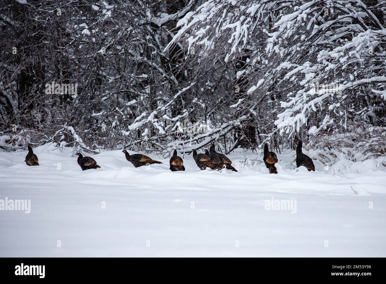 Scharen wilder Truthähne (Meleagris gallopavo), die nach einem Sturm in Wisconsin durch tiefes Schnee wandern, horizontal Stockfoto