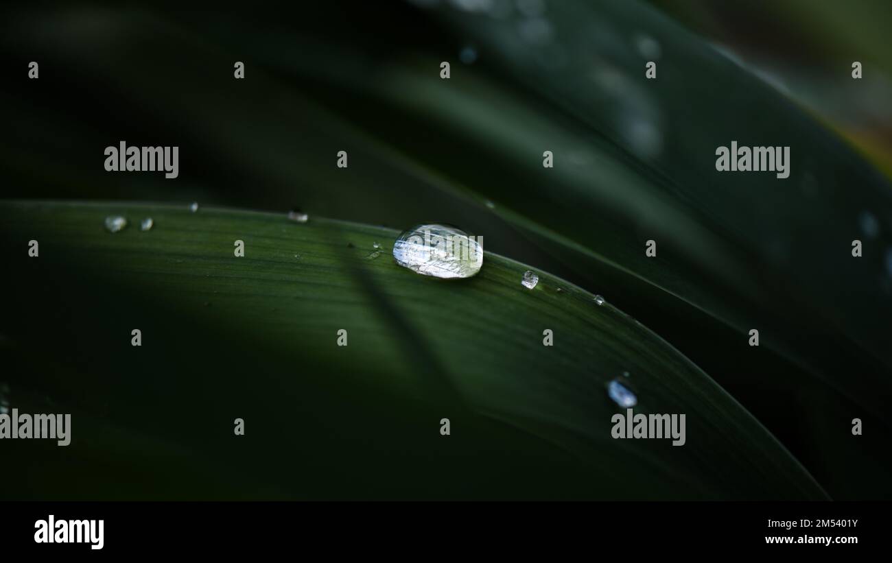 Nahaufnahme eines kleinen, glänzenden Wassertropfens auf einem frischen Blatt nach leichtem Regen Stockfoto