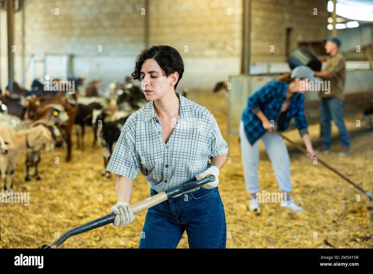 Junge lateinamerikanische Landwirtin, die Ziegenstall putzt Stockfoto