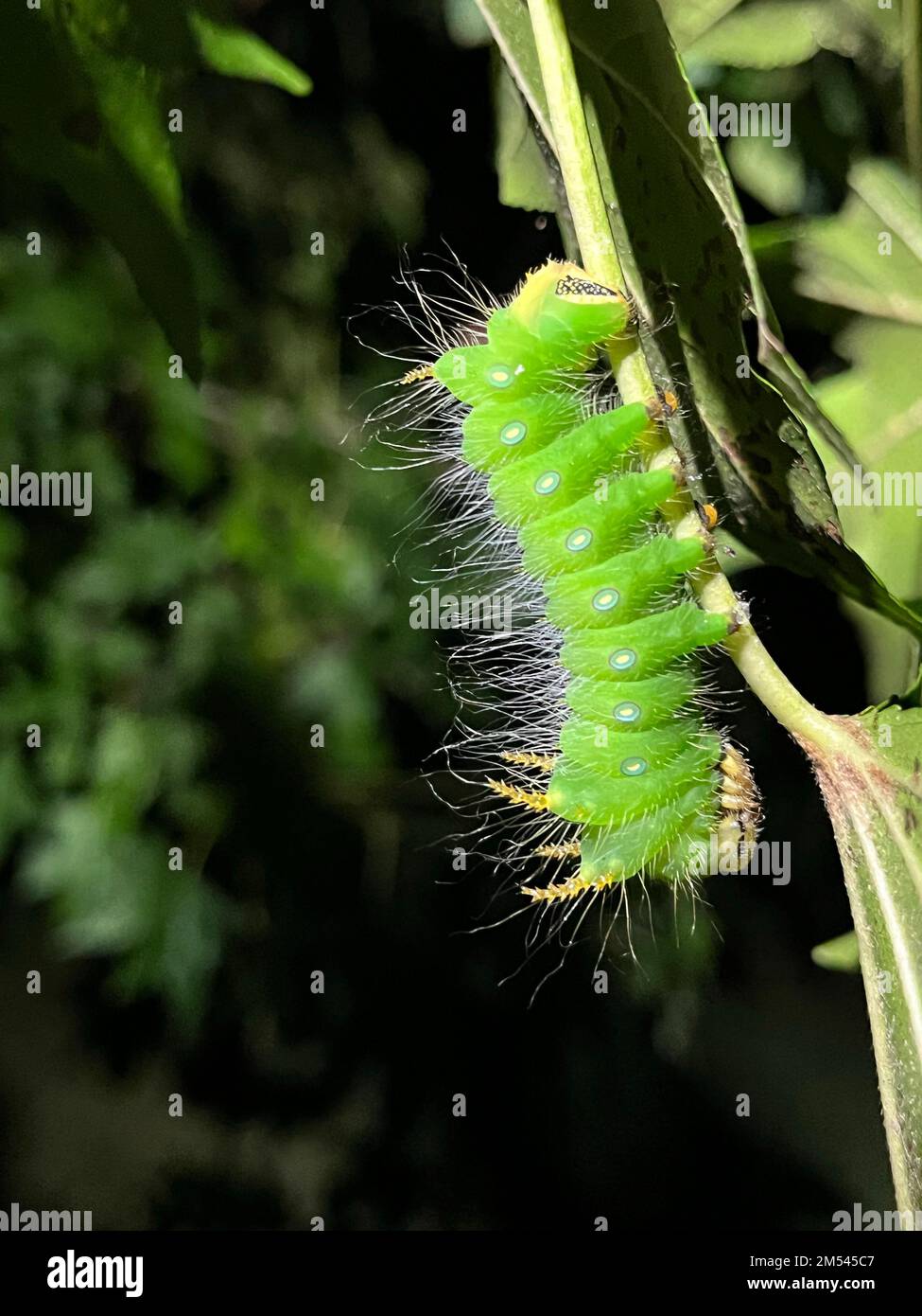 Die grüne kaiserliche Mottenraupe (Eacles imperialis) Stockfoto