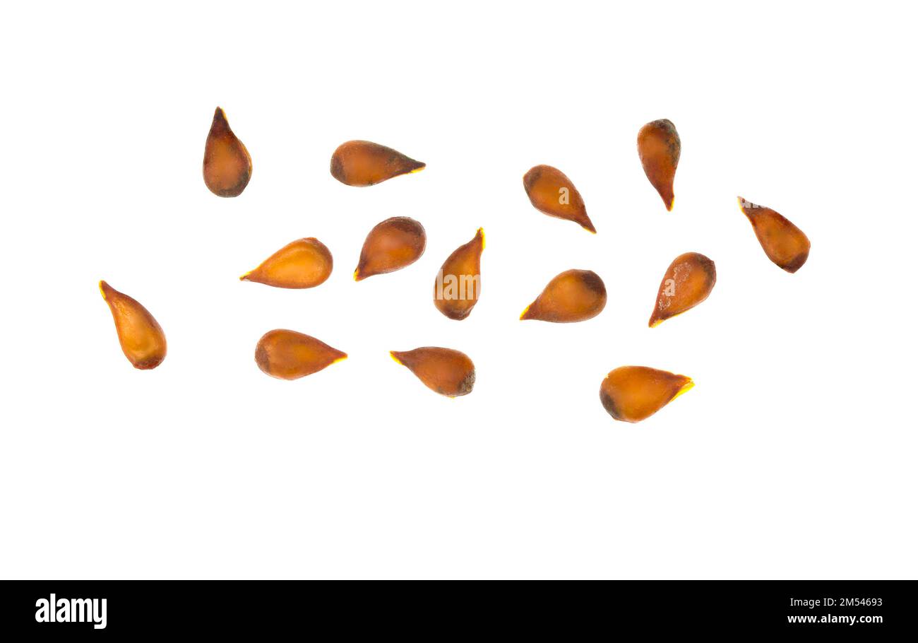 Packham-Birne, Pyrus communis, Samen sind schwarz-braun Stockfoto