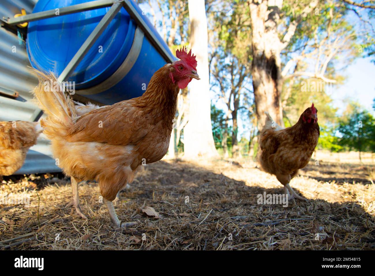 Free Range ISA Brown Chicken Stockfoto