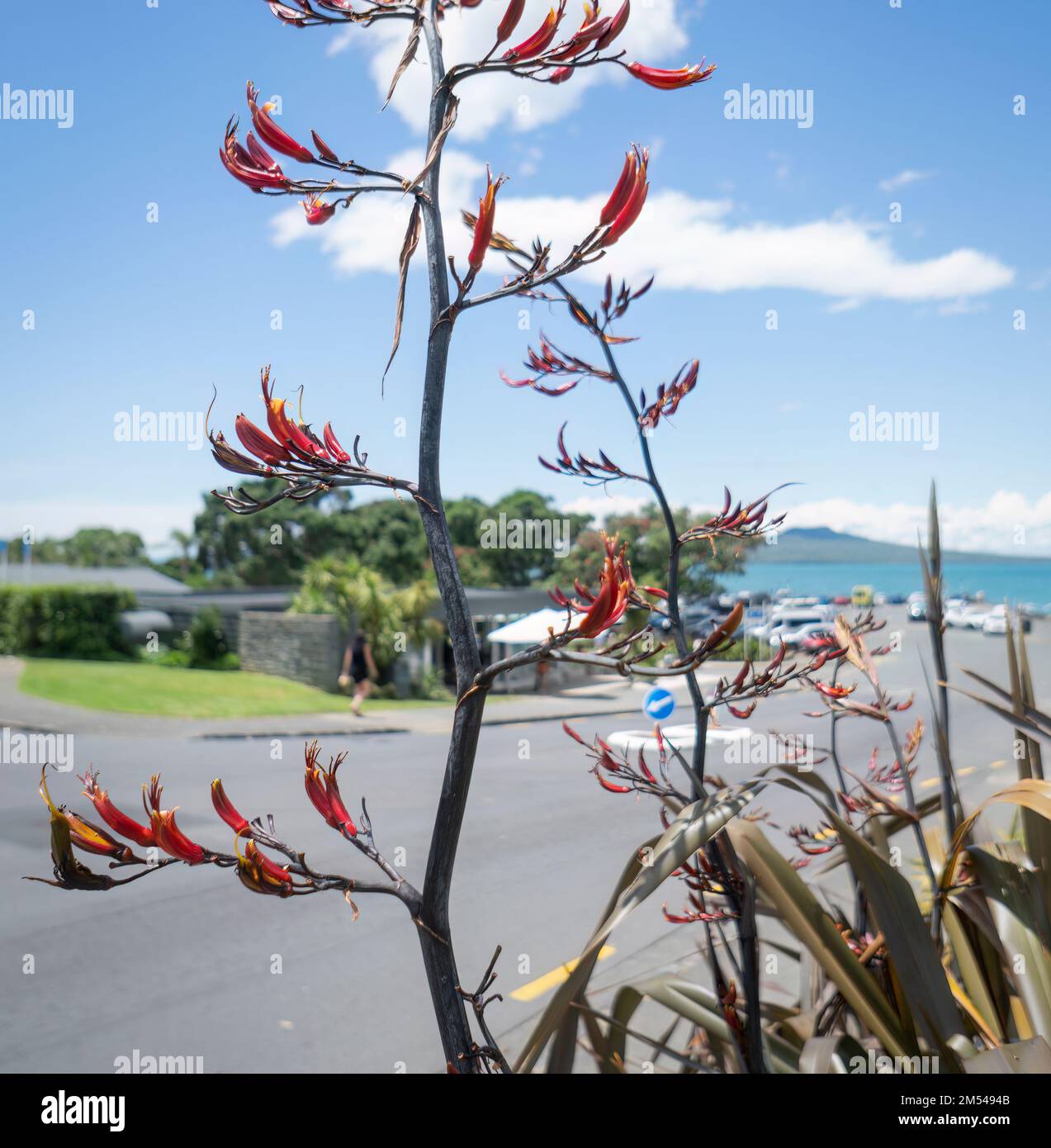 Einheimischer neuseeländischer Flachs (Harakeke) in Blüte am Takapuna Beach. Die Leute genießen den Sommer, Auckland. Vertikaler Formar. Stockfoto