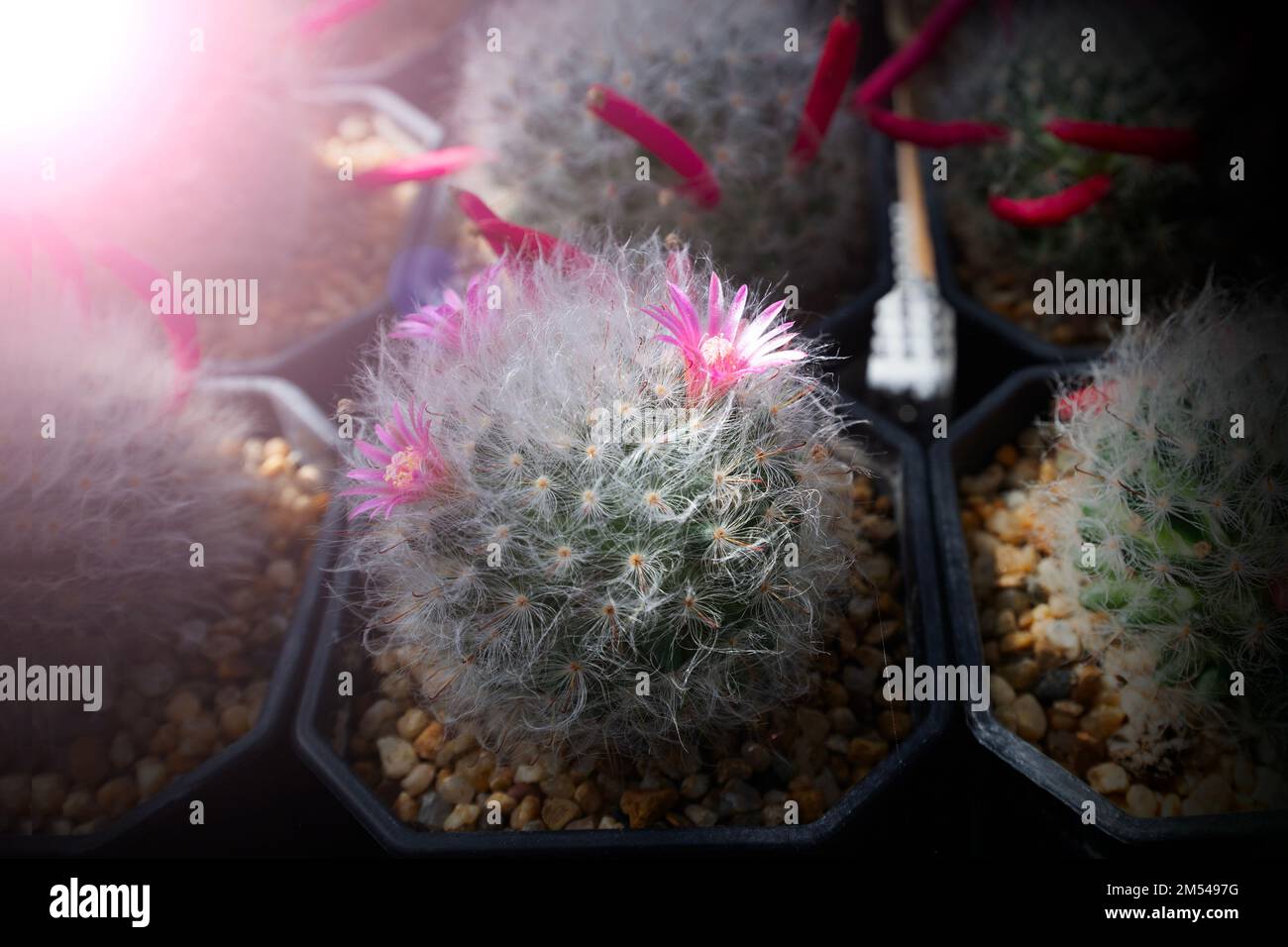 Nahaufnahmen winziger rosa Kaktusblumen sehen bei hellem Licht wunderschön aus. Stockfoto