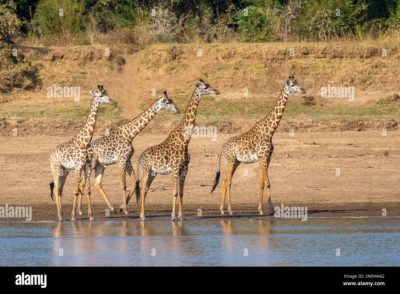 Rhodesische Giraffe (Giraffa camelopardalis thornicrofti), 4 Tiere am Fluss, Süd-Luangwa, Sambia Stockfoto