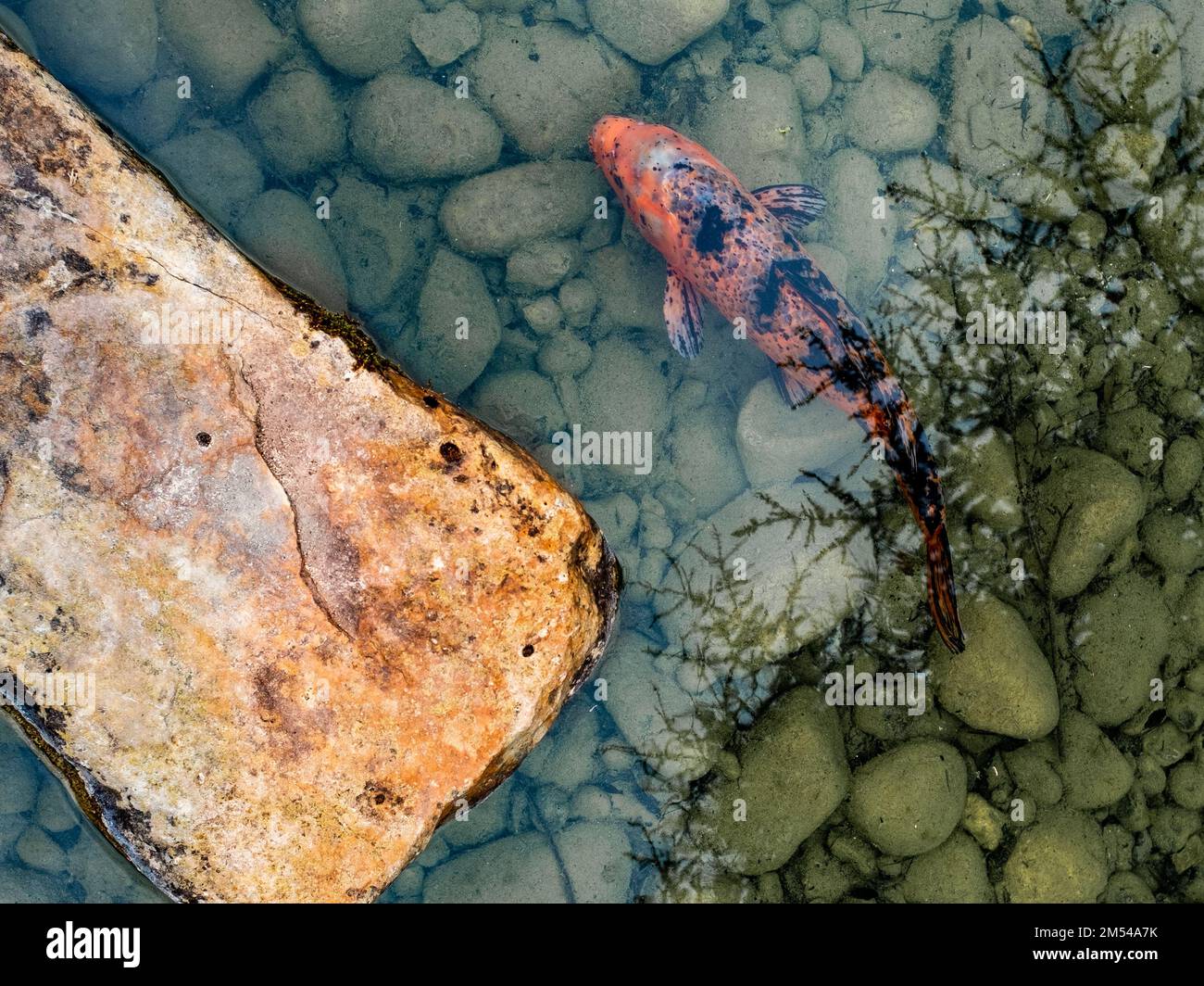 Ein roter und schwarzer Koi-Fisch in einem Teich mit Pfeffer am Boden. Von oben gesehen und an einem bedeckten Frühlingstag aufgenommen. Stockfoto