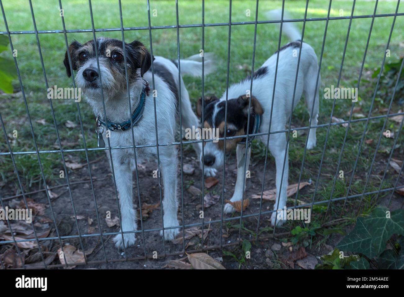 Zwei junge Jack Russell Terriers hinter einem Zaun, Niedersachsen, Deutschland Stockfoto