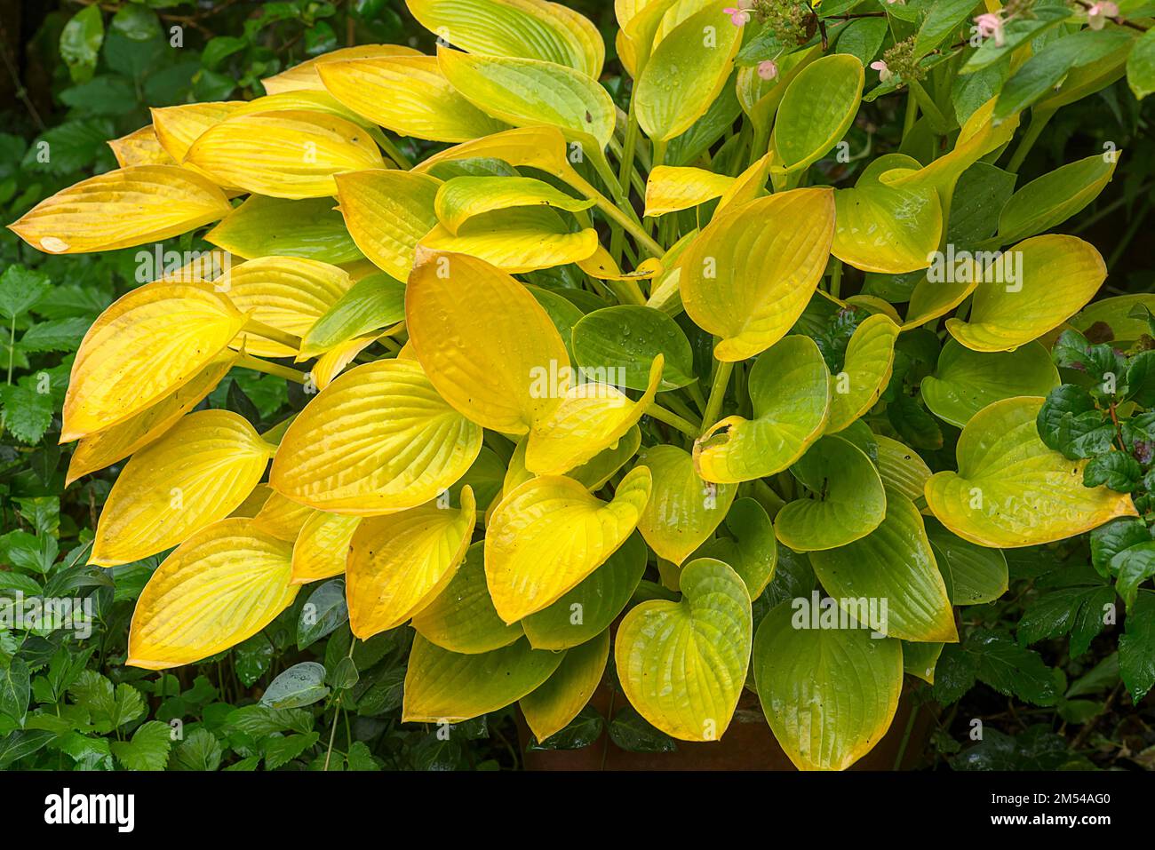 Herbstblätter eines Hosta, Bayern, Deutschland Stockfoto