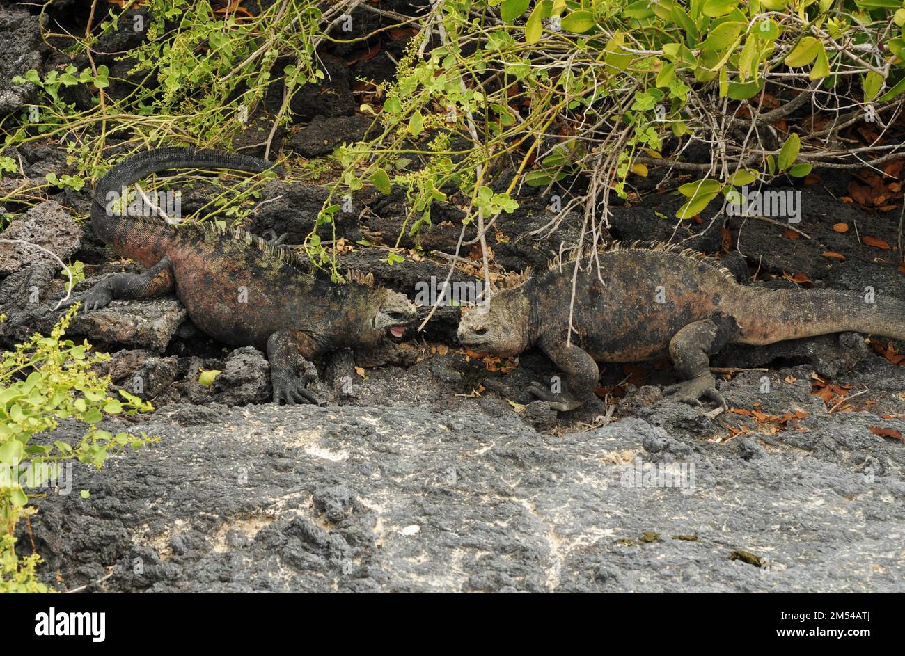 Männliche Galapagos-Eidechsen kämpfen auf Santa Cruz, Galapagos, Ecuador Stockfoto