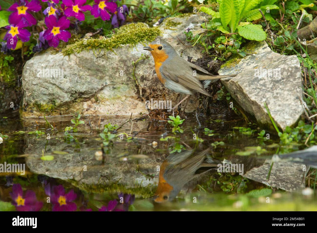 Robin steht am Wasserrand mit Spiegelbild nach links Stockfoto