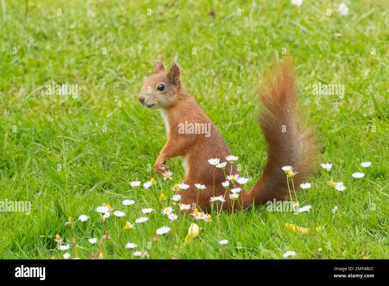 Eichhörnchen im grünen Gras vor den weißen Blumen, die links zu sehen sind Stockfoto