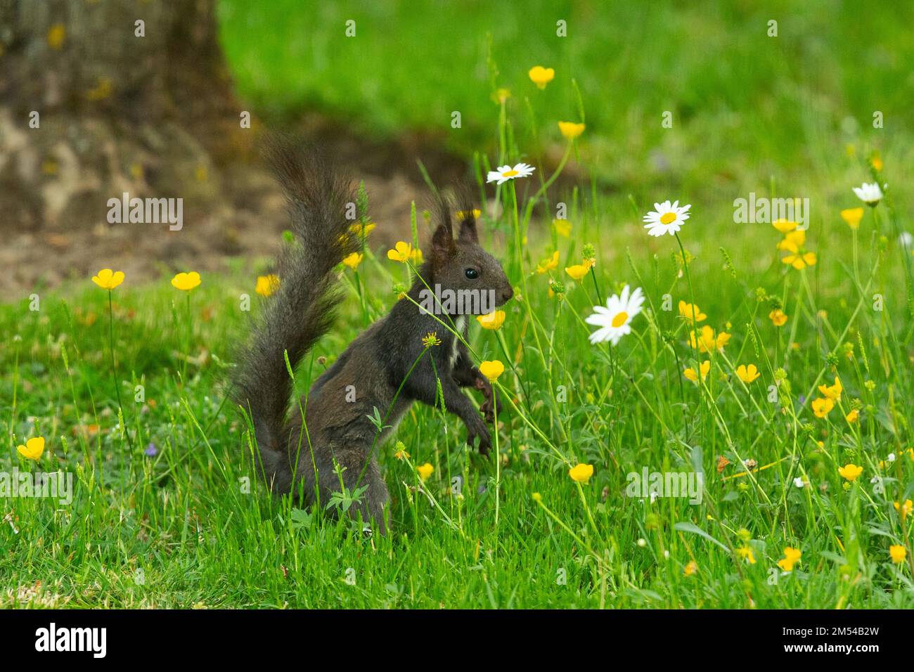 Das Eichhörnchen steht im grünen Gras zwischen gelben und weißen Blumen auf der rechten Seite Stockfoto