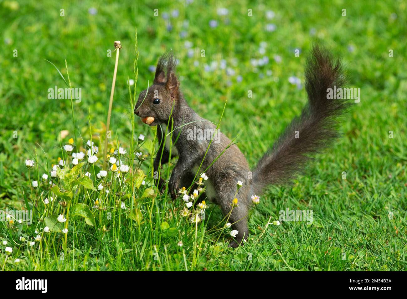 Ein Eichhörnchen mit Nuss im Mund steht auf grünem Gras, mit gelben und weißen Blüten, die nach links schauen Stockfoto