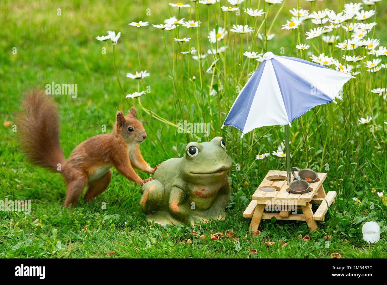 Eichhörnchen lehnt sich gegen den Frosch neben dem Tisch mit Töpfchen und Sonnenschirm in grünem Gras und weißen Blumen, stehend, rechte Sicht Stockfoto
