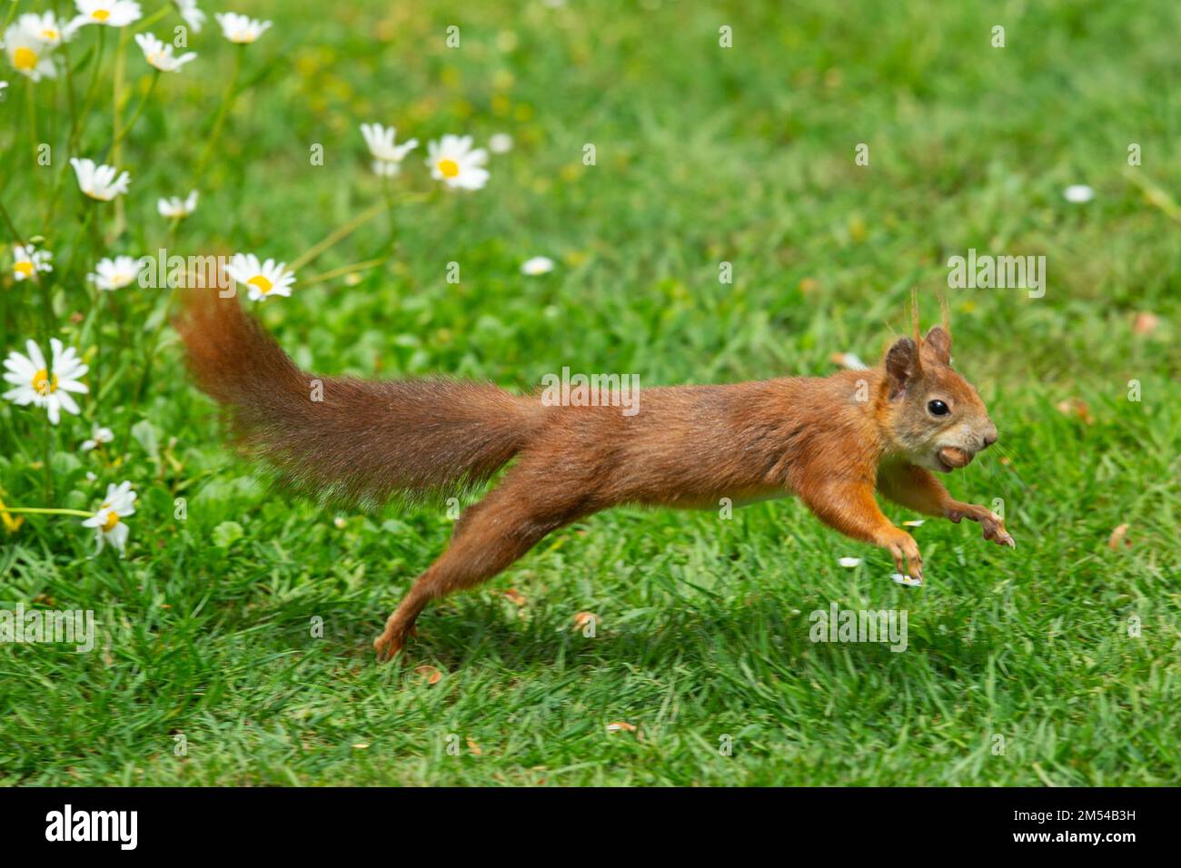 Eichhörnchen mit Nuss im Mund im grünen Gras und weiße Blumen, die direkt sehen Stockfoto
