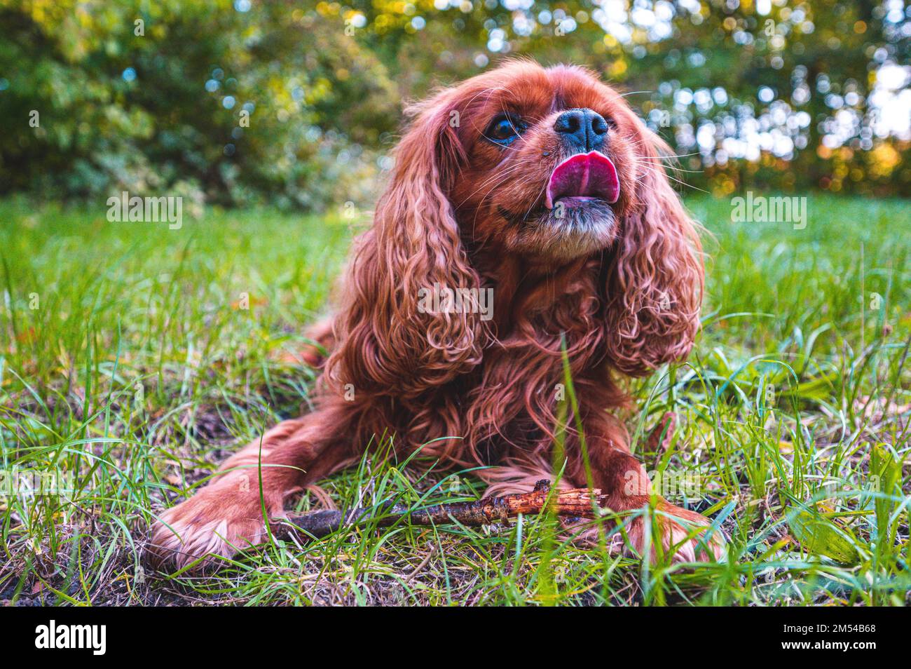 Ein Hund (Cavalier König Charles Spaniel) mit braunem Fell liegt auf einer grünen Wiese und beginnt absichtlich mit der Zunge an der Nase zu lecken, Hannover, Lower Stockfoto