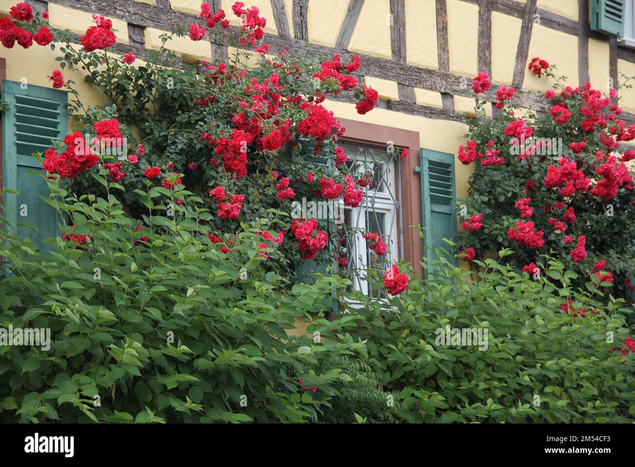 Historischer Old Post Office Yard mit roten Rosen, Rosenhecke, Hecke, Busch, Idylle, Sträucher, überwuchert, Fensterläden, Fachwerkhaus, Hattersheim, Taunus Stockfoto