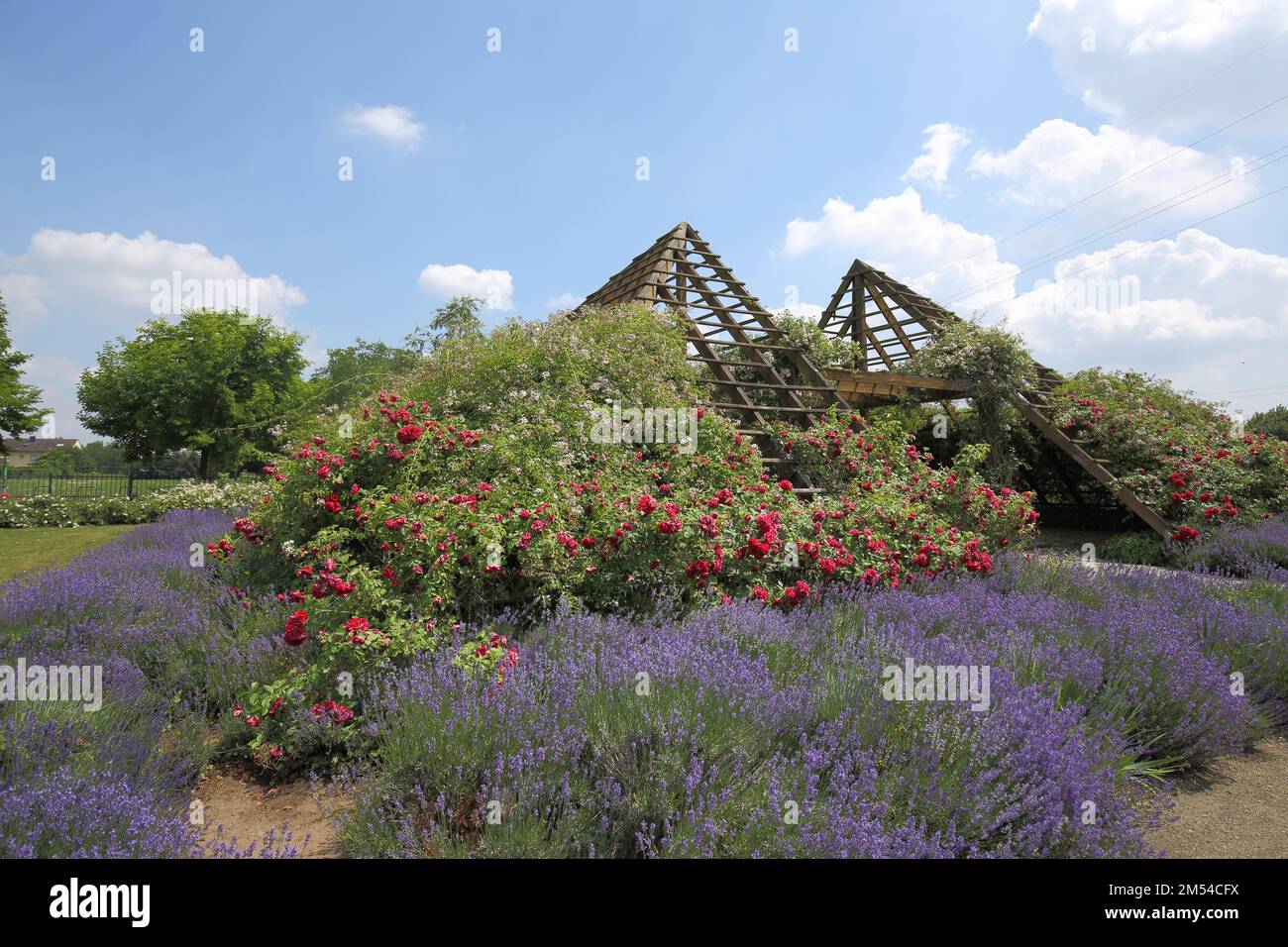 Rosarium mit Pyramide und Hecken und roten Rosen, rot, Sträucher, RhineMain Regional Park, Hattersheim, Taunus, Hessen, Deutschland Stockfoto