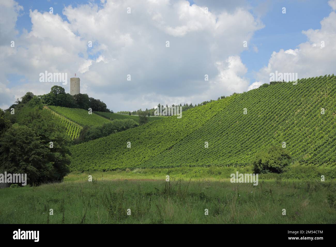 Blick auf Schloss Scharfenstein mit Weinbergen, Weinanbaugebiet, Hang, Weinbergen, Landschaft, Kiedrich, Rheingau, Taunus, Hessen, Deutschland Stockfoto