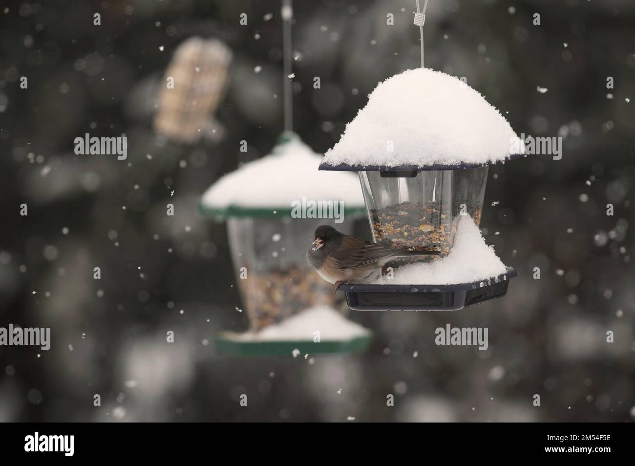 Dunkeläugiger Junco (Junco hyemalis) - an einem hängenden Vogelfutter im Schnee. Stockfoto