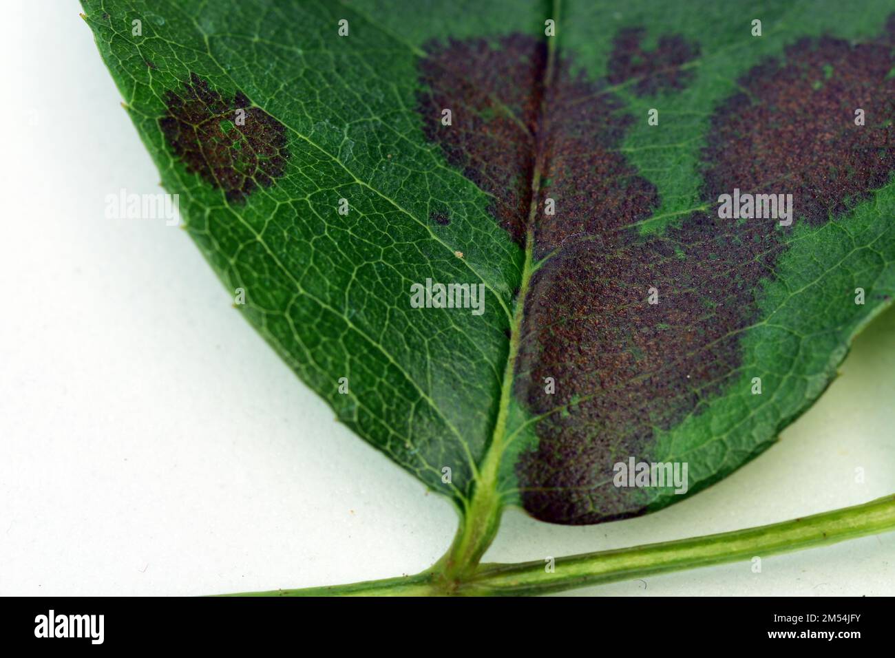 Nahaufnahme eines Rosenblattes mit Schwarzfleckenkrankheit. Dies ist die schwerste Krankheit der Rosen, die durch einen Pilz verursacht wird, Diplocarpon Rosae. Stockfoto