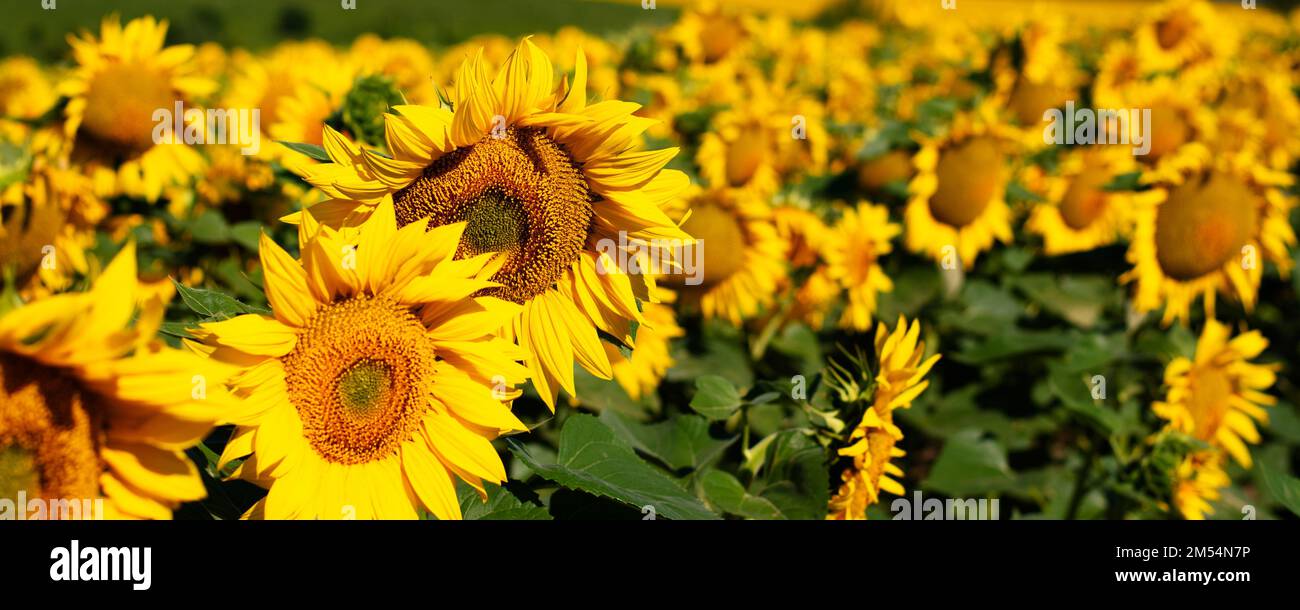 Panorama eines Feldes blühender Sonnenblumen. Stockfoto