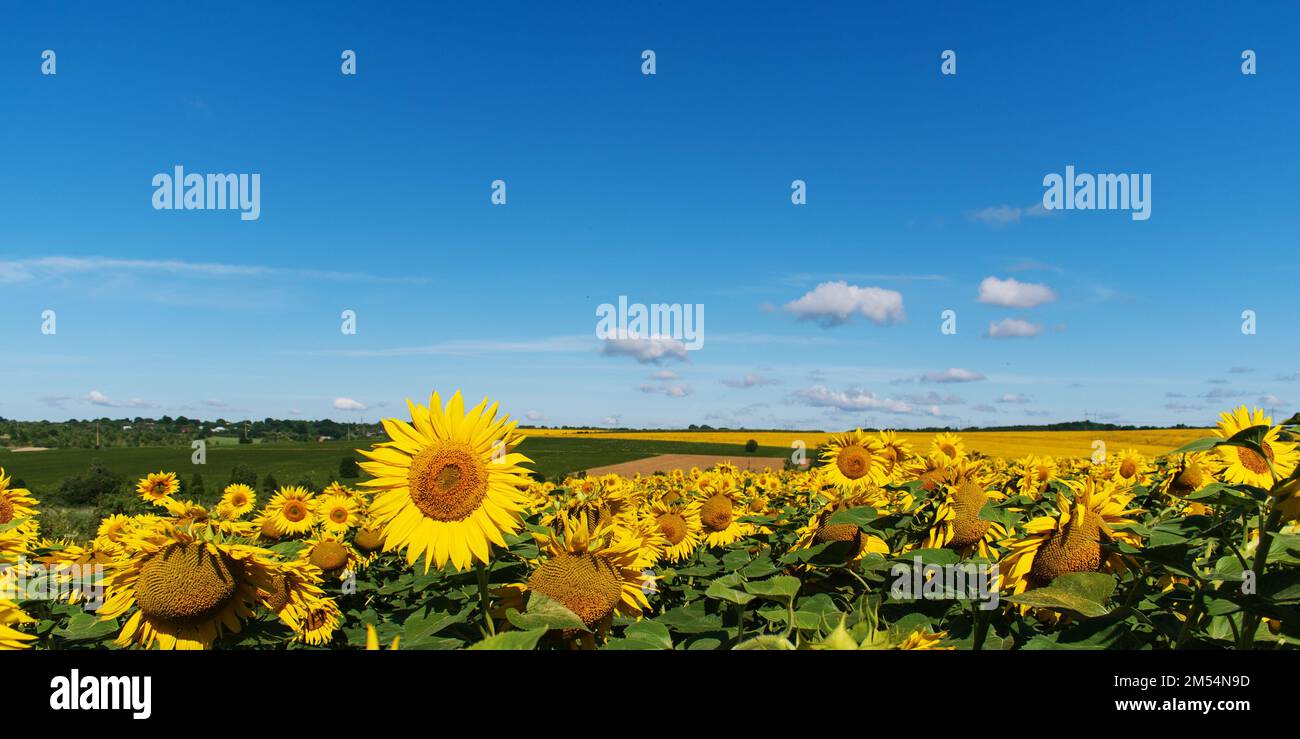 Panorama eines Feldes blühender Sonnenblumen. Stockfoto