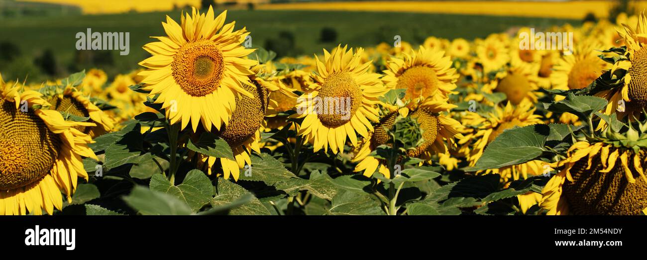 Sonnenblumen verpackt -Fotos und -Bildmaterial in hoher Auflösung – Alamy