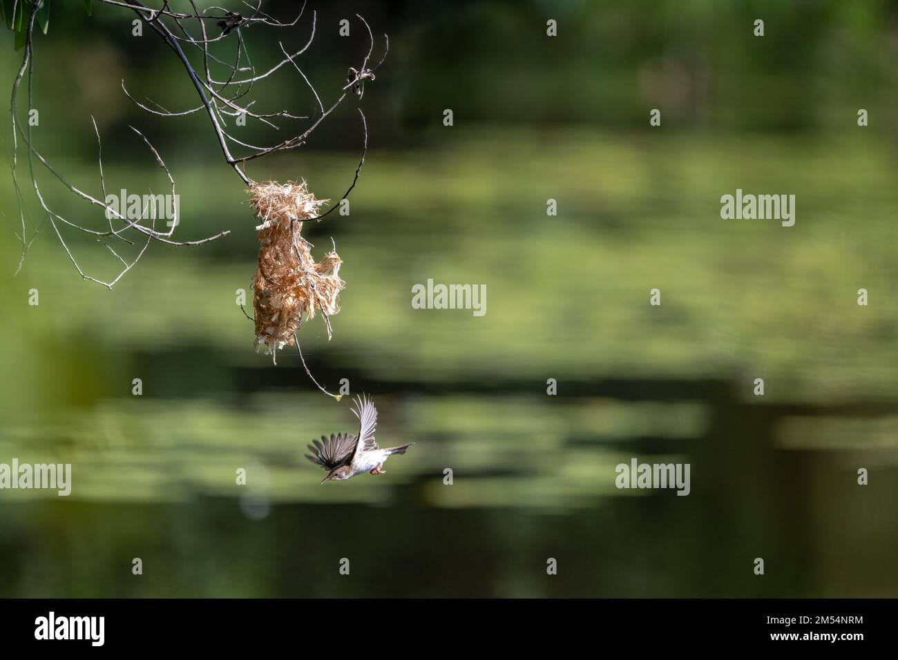 Ein Honeyeater mit Braunrücken befindet sich mitten im Flug zu seinem Nest mit Nistmaterial im Cattana Wetlands in Cairns, Queensland, Australien. Stockfoto