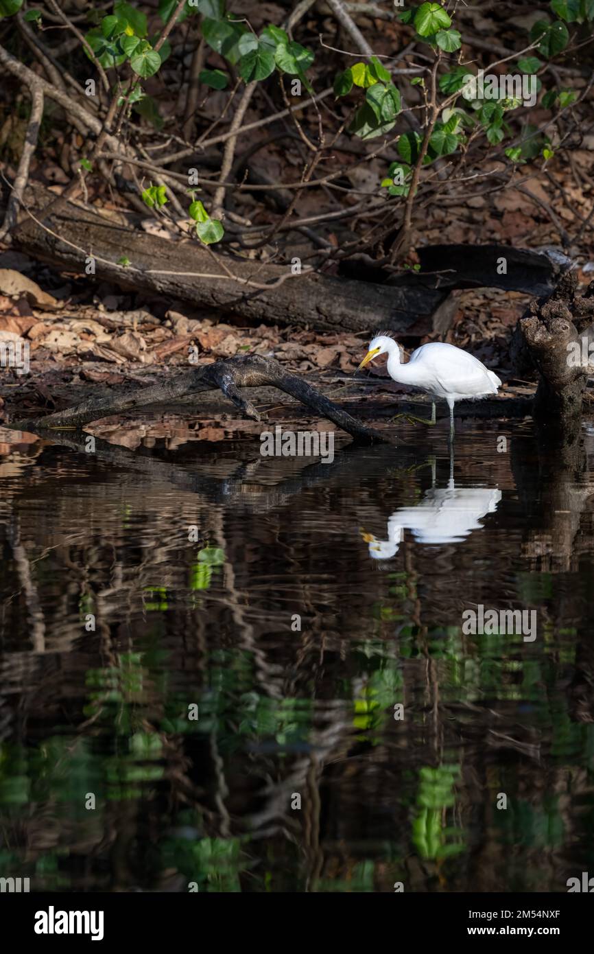 Der alleinerziehende Little Egret jagt selbst nach Beute, nachdem er das Nest in einer Zuchtkolonie im Surfers Paradise in Queensland, Australien, verlassen hat. Stockfoto