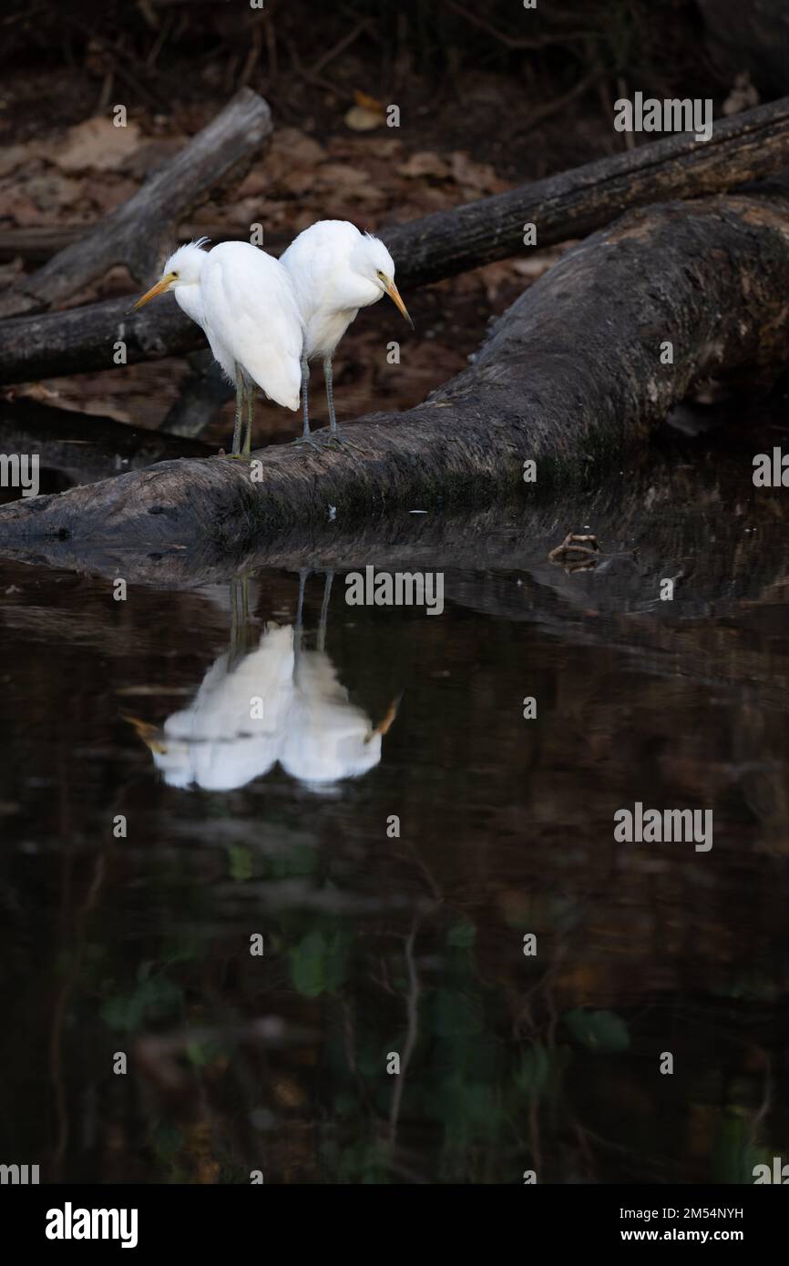 Zwei kleine Egrets suchen nach Beute, nachdem sie das Nest in einer Zuchtkolonie im Surfers Paradise in Queensland, Australien, verlassen haben. Stockfoto