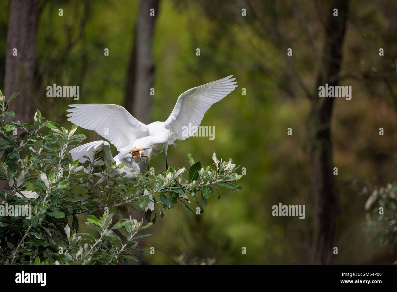 Erwachsene Little Egret füttert, verschlungene Schnäbel, ihre wachsenden Jungtiere hungern, während sie auf einem Baum in einer Zuchtkolonie im Surfers Paradise in Australien sitzen. Stockfoto