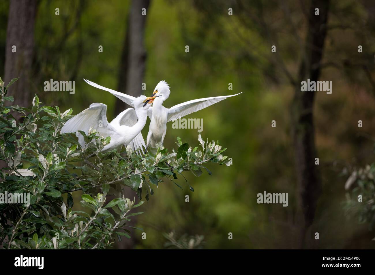 Erwachsene Little Egret füttert, verschlungene Schnäbel, ihre wachsenden Jungtiere hungern, während sie auf einem Baum in einer Zuchtkolonie im Surfers Paradise in Australien sitzen. Stockfoto