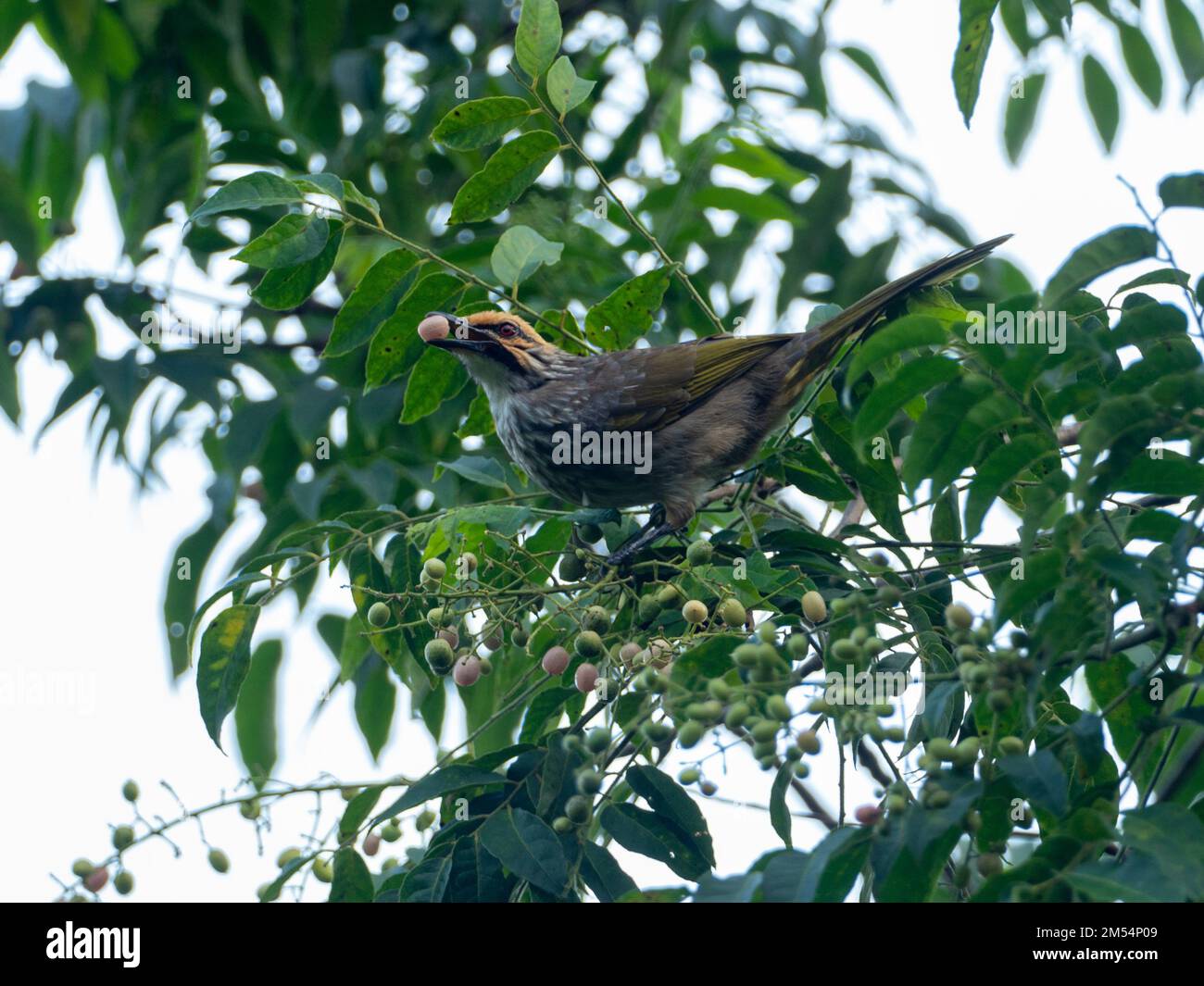 Strohköpfiger Bulbul, Pycnonotus zeylanicus, ein gefährdeter Vogel aus Singapur Stockfoto