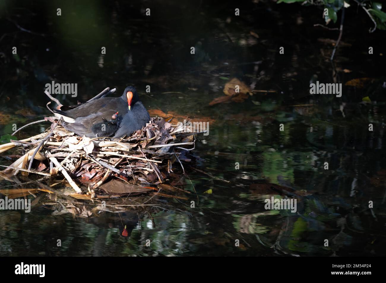 Zwei Erwachsene Dusky Moorhens & Chick zeigen Fütterungsverhalten im Natur- und Vogelschutzgebiet von Macintosh Park in Surfers Paradise, Queensland, Australien. Stockfoto