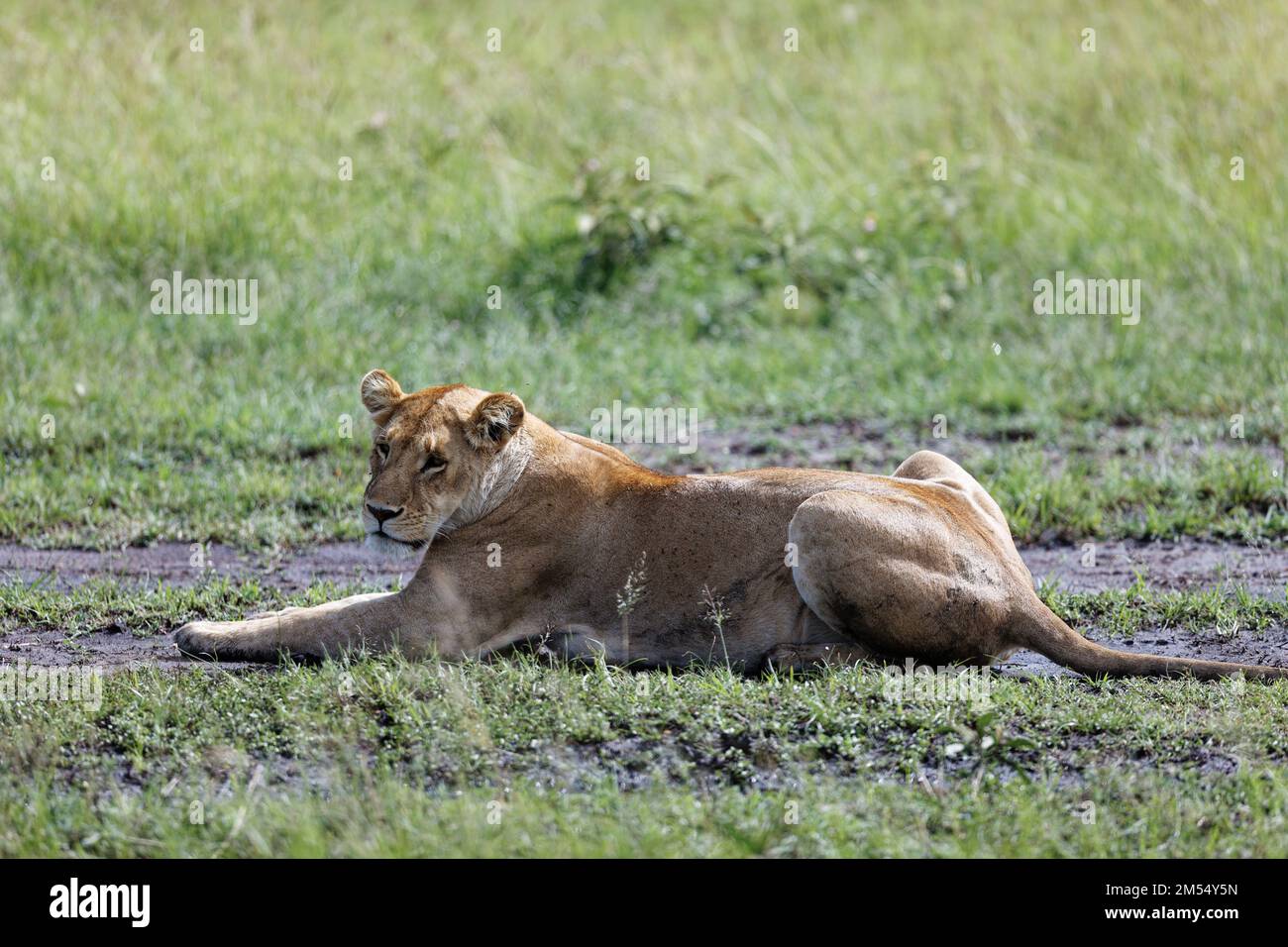 Eine wunderschöne Aussicht auf eine Löwin, die im schlammigen Gras im Masai Mara in Kenia liegt Stockfoto