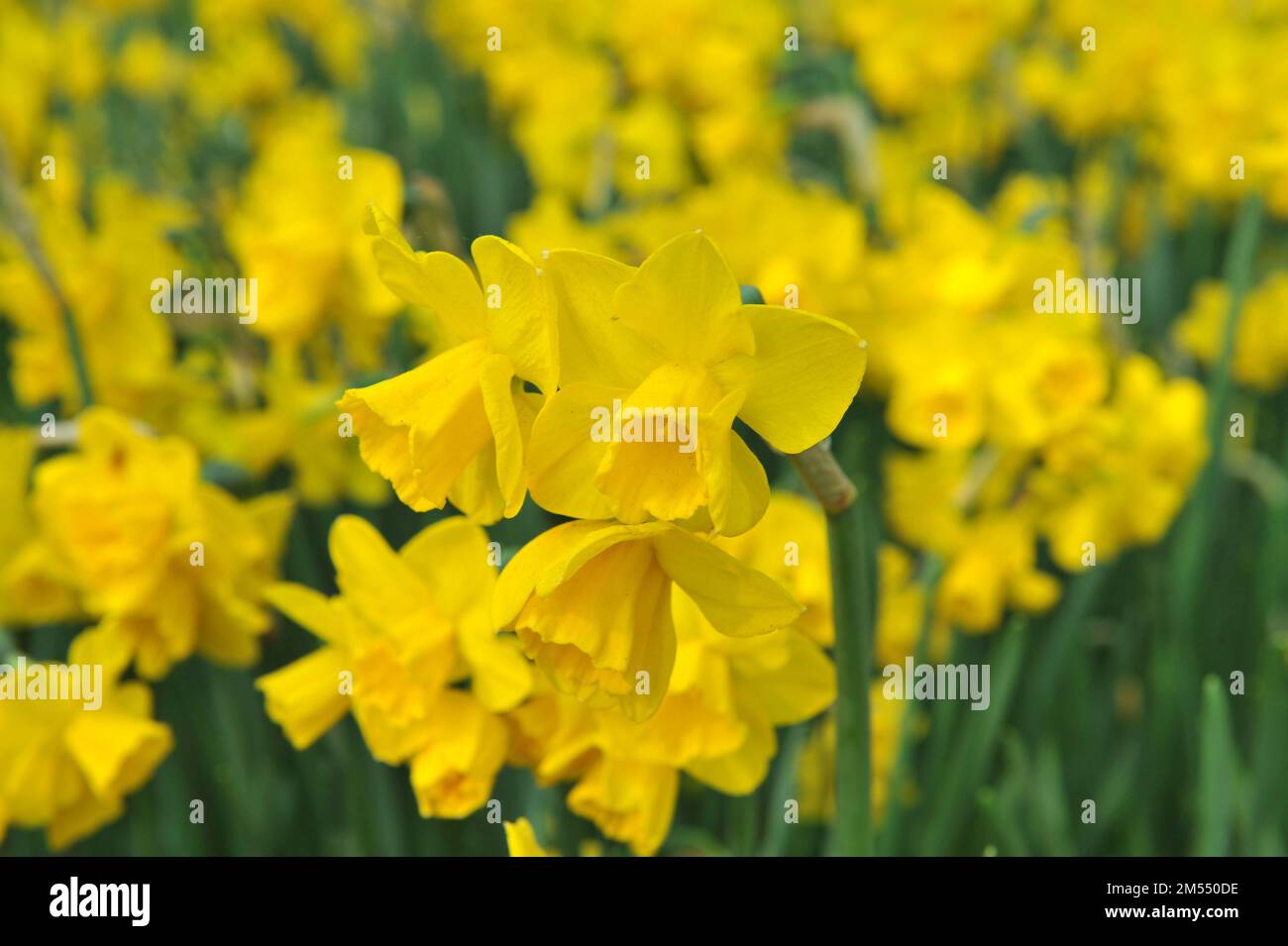 Gelbe Jonquilla und Apodanthus Narzissen (Narzissen) Wachteln blühen im April in einem Garten Stockfoto