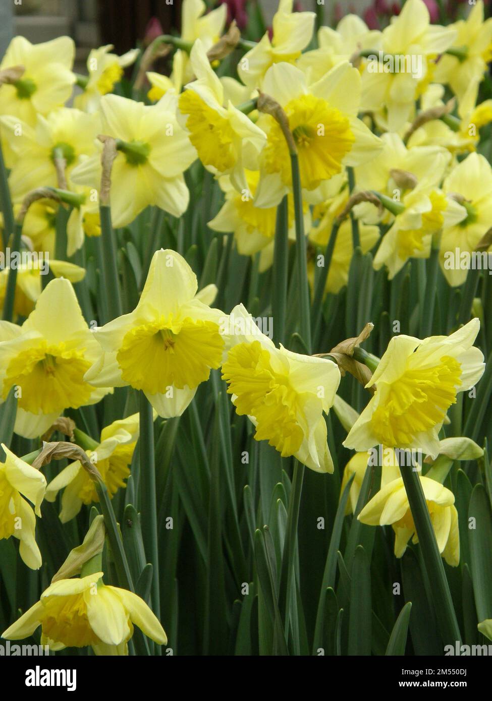 Gelbe Narzissen (Narzissen) Raoul Wallenberg blühen im März in einem Garten Stockfoto