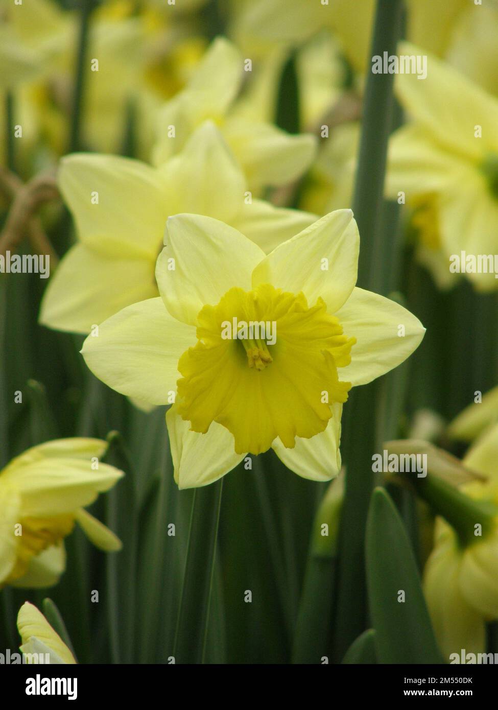 Gelbe Narzissen (Narzissen) Raoul Wallenberg blühen im März in einem Garten Stockfoto