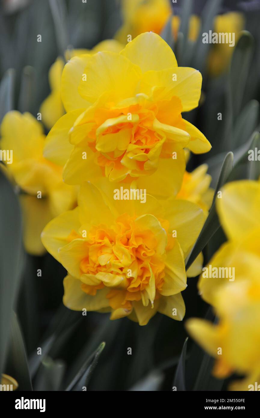 Gelbe Doppelnarzissen (Narzissen) Sherborne blühen im April in einem Garten Stockfoto