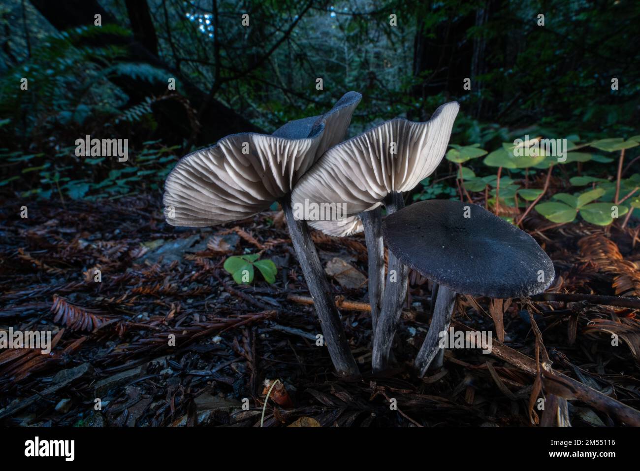 Blue Edge Pinkgill (Entoloma serrulatum) Pilze auf dem Waldboden im Purisima Mammutbäume Preserve in Kalifornien, USA. Stockfoto