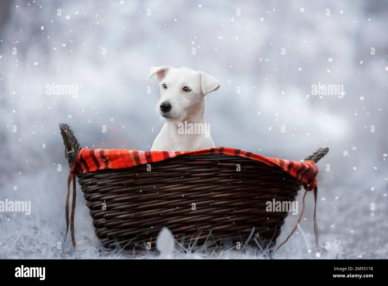 Winterporträt von Jack Russell in einem Korb. Winter und Schnee gehören zu den Weihnachtsfeiertagen. Stockfoto